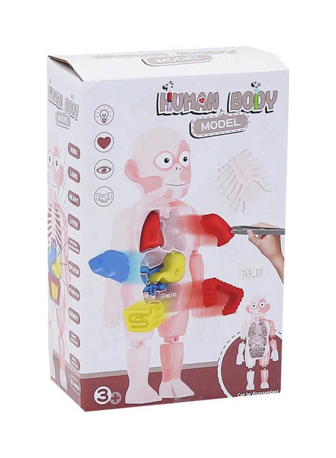 Human Body Model
