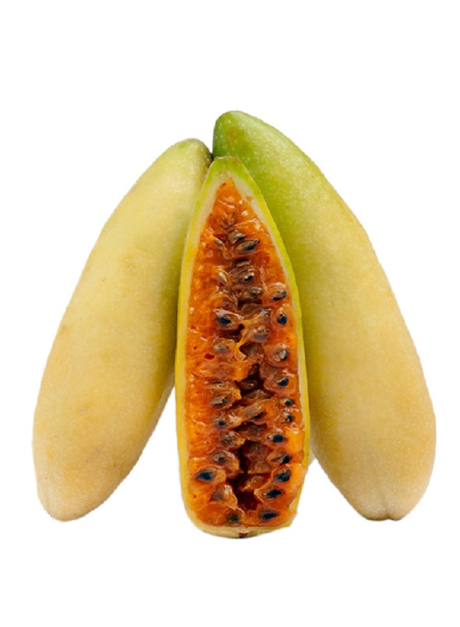 Generic - Banana Passion Fruit Curuba Colombia 250grams - Image 1