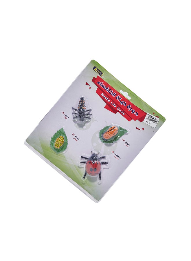 اس بي سي - دورة حياة الخنفساء أحمر / أسود / أخضر - Image 1