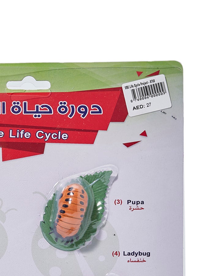 اس بي سي - دورة حياة الخنفساء أحمر / أسود / أخضر - Image 1