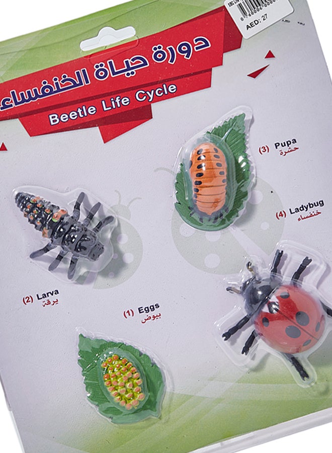 اس بي سي - دورة حياة الخنفساء أحمر / أسود / أخضر - Image 1