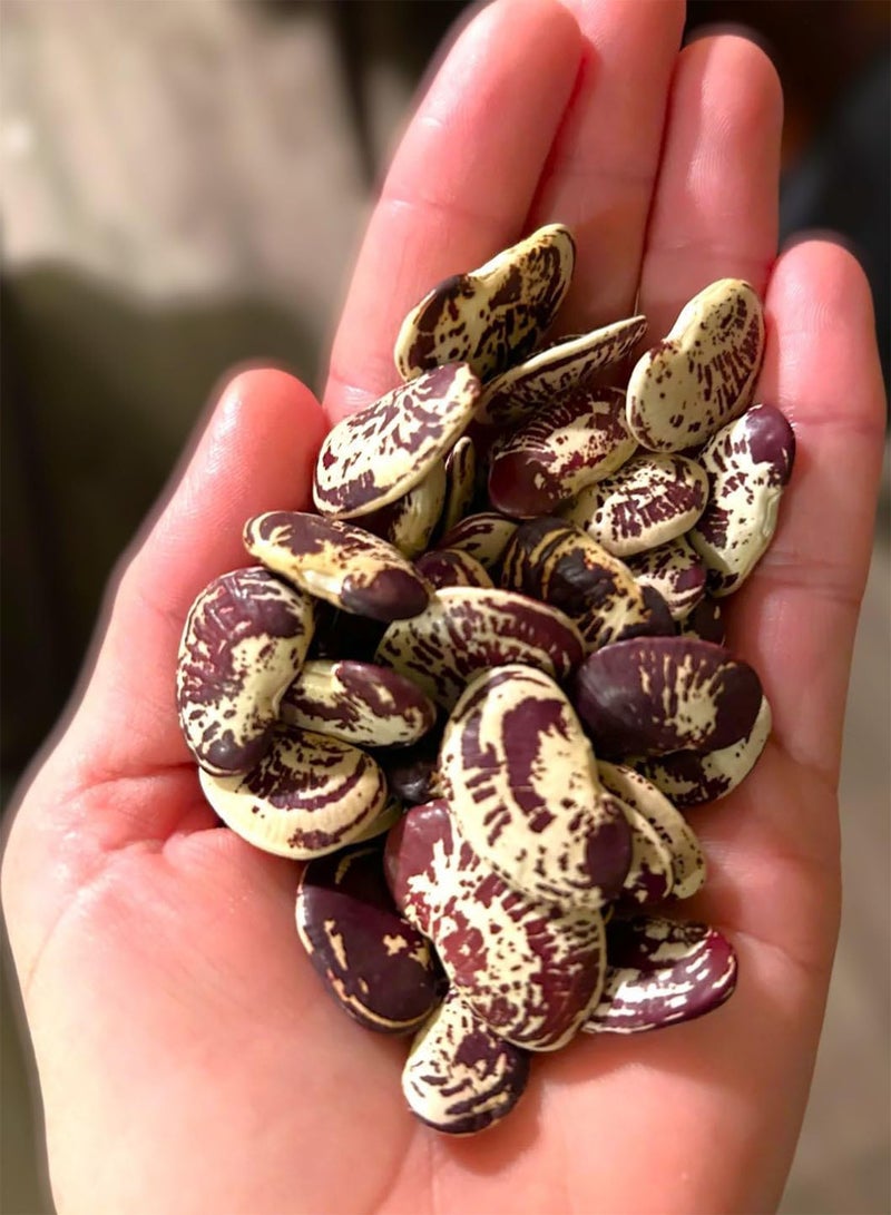 GGOOT Christmas Pole Lima Bean Seeds - 60+ Count Packet - for 2025 Planting Garden Seed Red Speckled Limas Beans Large Calico - Image 5