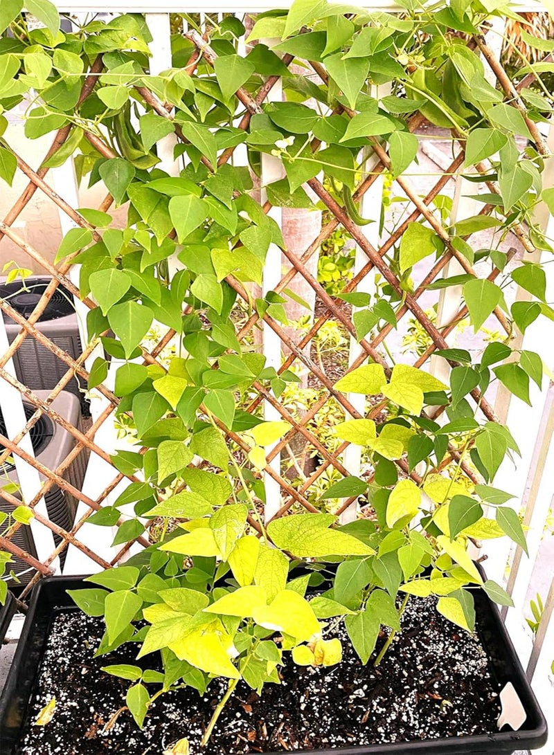 GGOOT Christmas Pole Lima Bean Seeds - 60+ Count Packet - for 2025 Planting Garden Seed Red Speckled Limas Beans Large Calico - Image 4